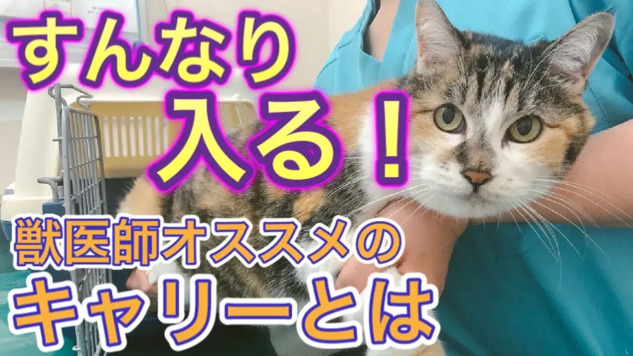 いざという時!猫をスムーズにキャリーケースに入れるコツ