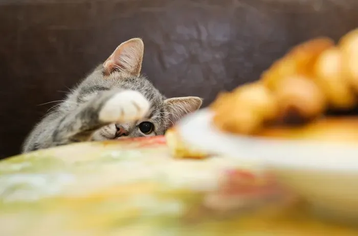 なぜうちの子は人の食べ物を狙うの? 猫の「食いしん坊」の理由