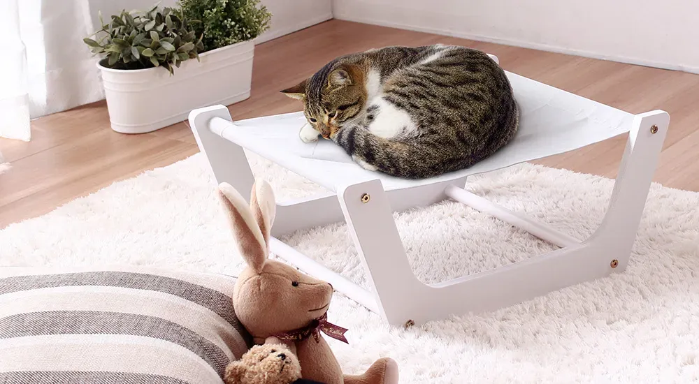 なぜ猫に優しい家具が必要なのか?