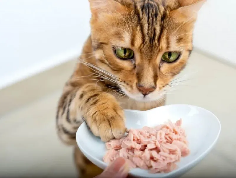 よくある質問:猫が新しい猫に興味を持つ方法について