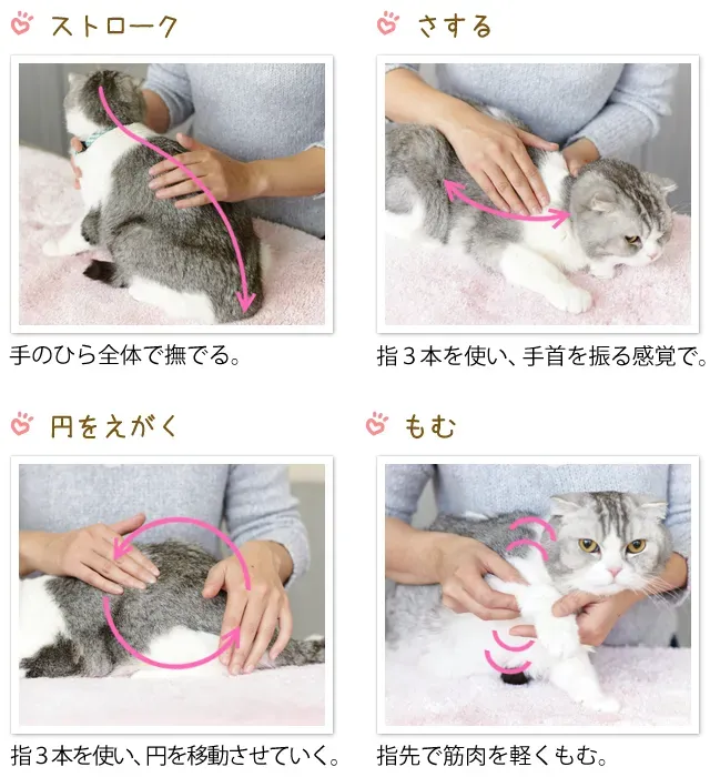 先住猫が新しい猫に興味を持つ方法:導入の前に
