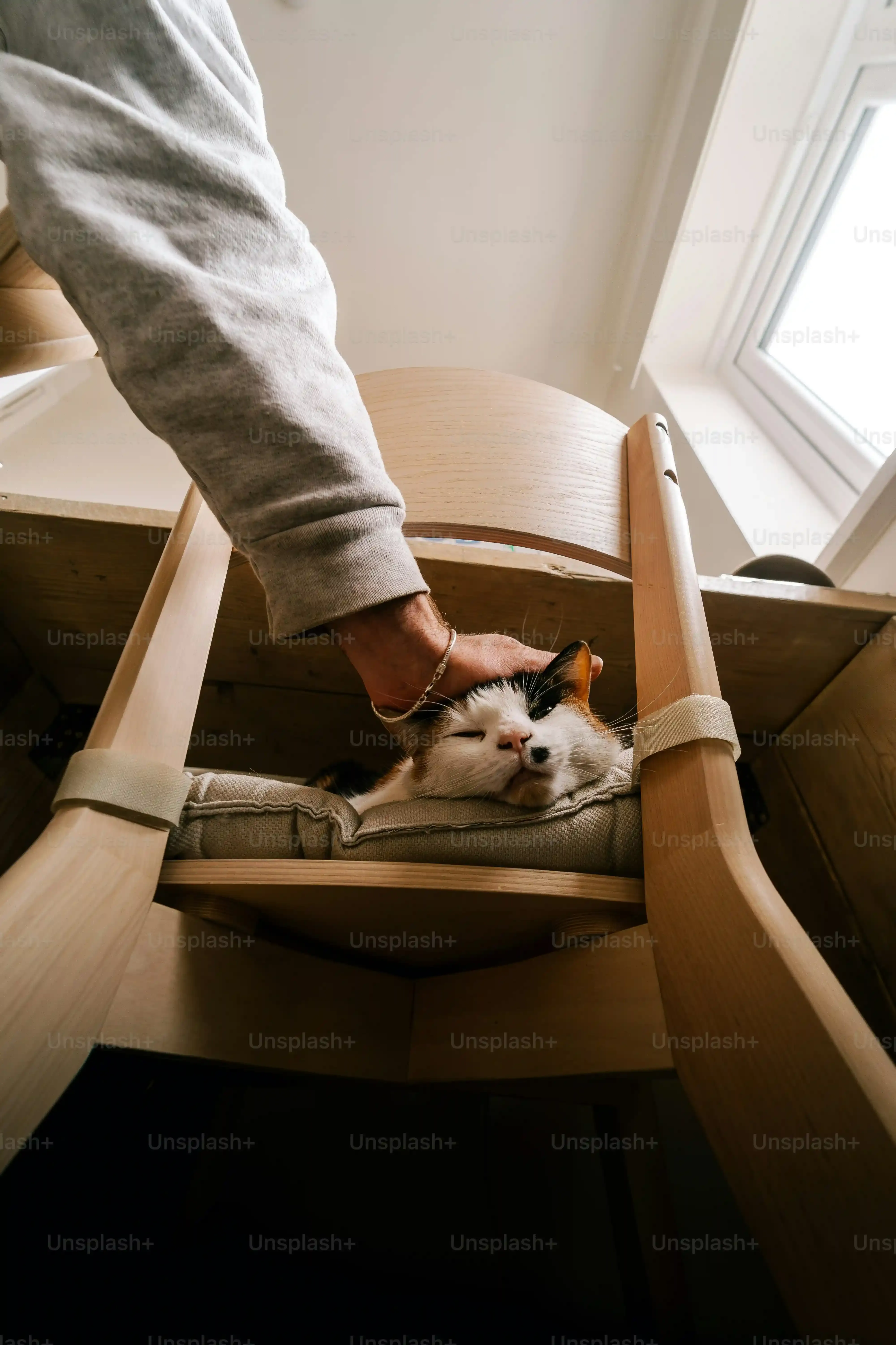 失敗しない猫に優しい家具の選び方