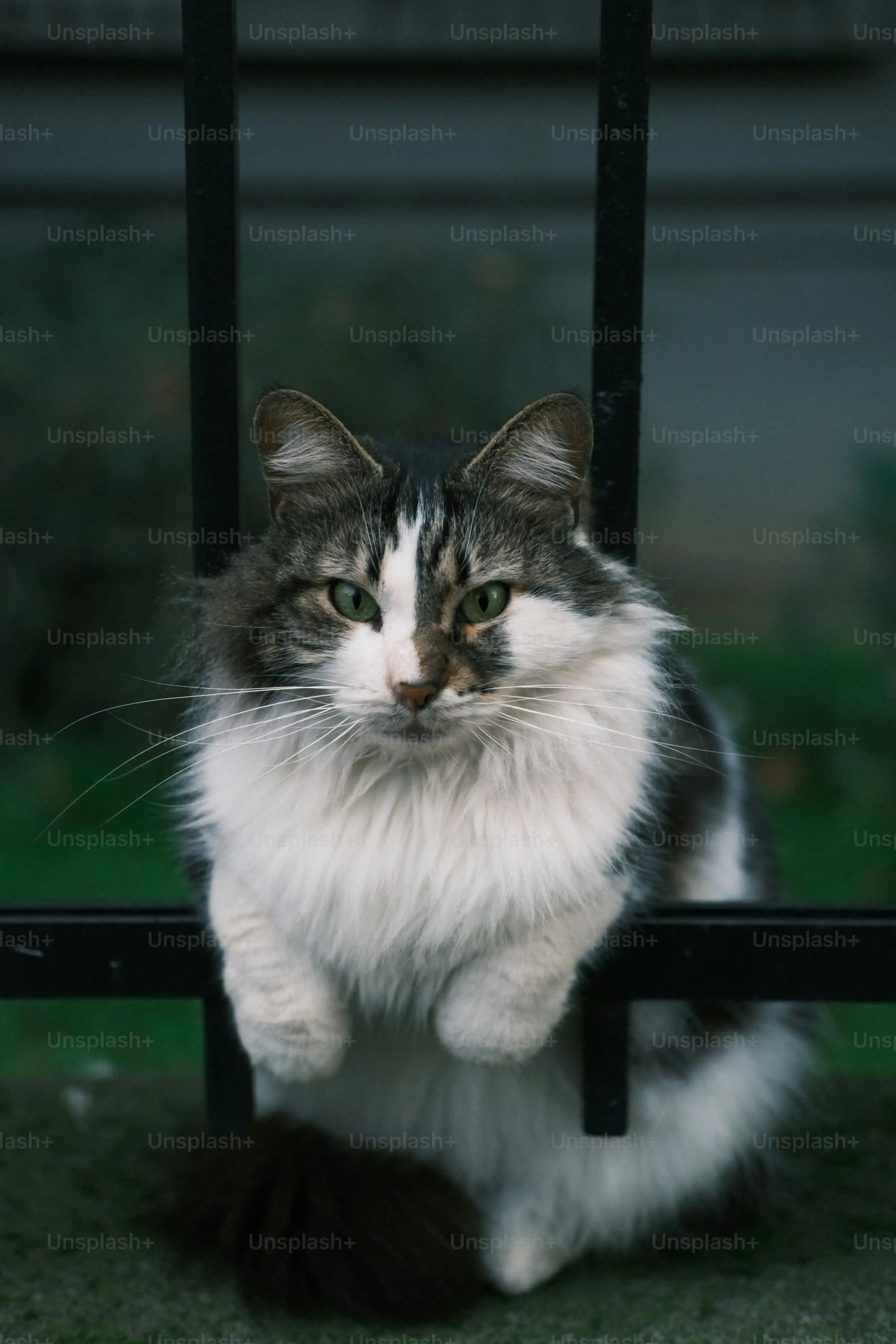 焦りは禁物!猫に名前を覚えさせる方法でつまずいたら