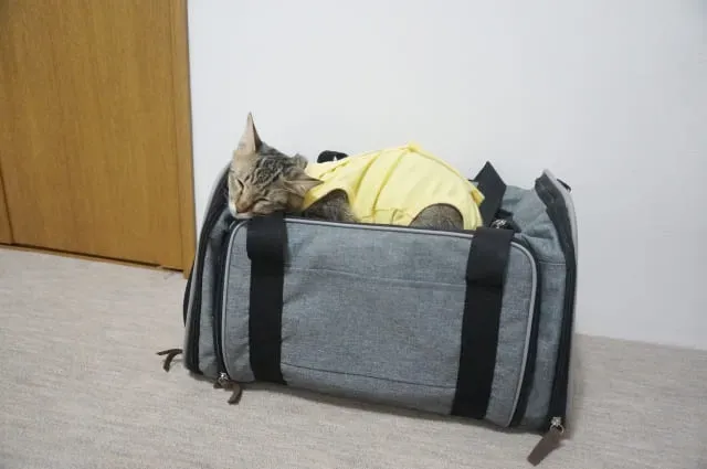 猫がキャリーケースを嫌がらないようにする方法:慣れさせるステップ