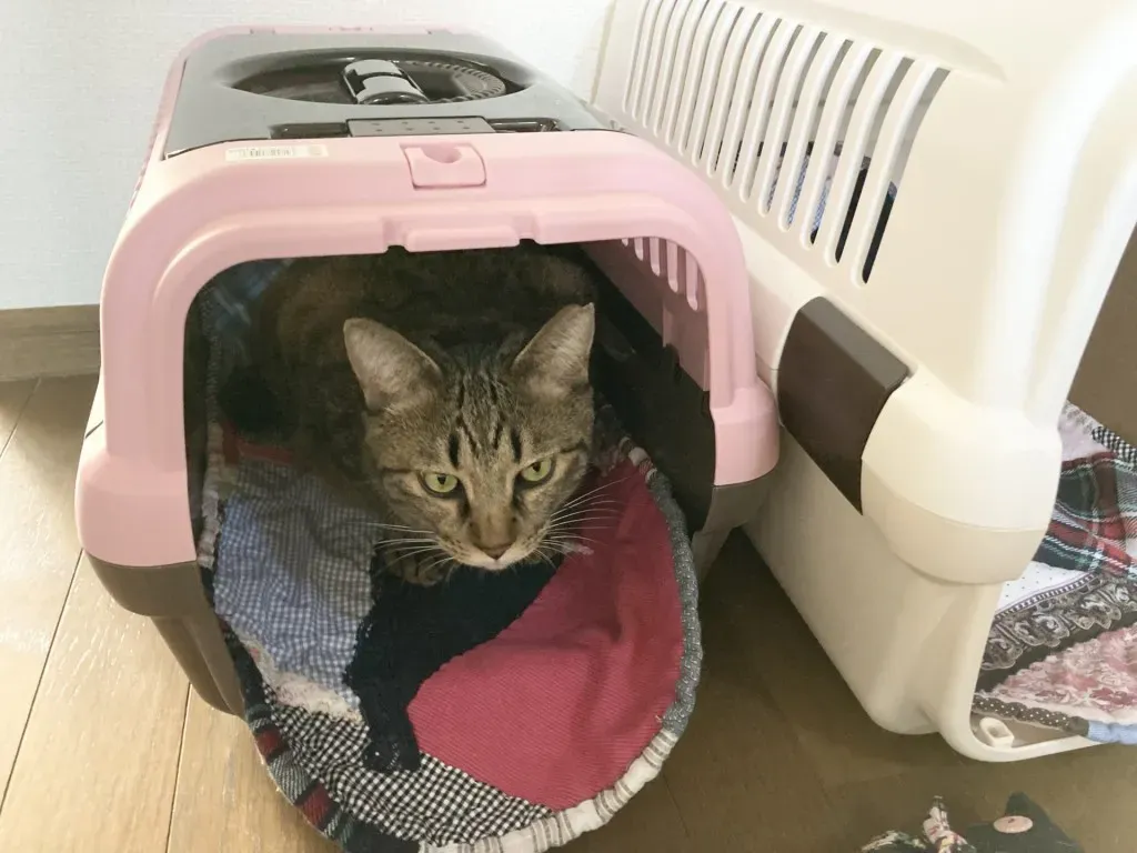 猫がキャリーケースを嫌がるのはなぜ?その理由を知ろう