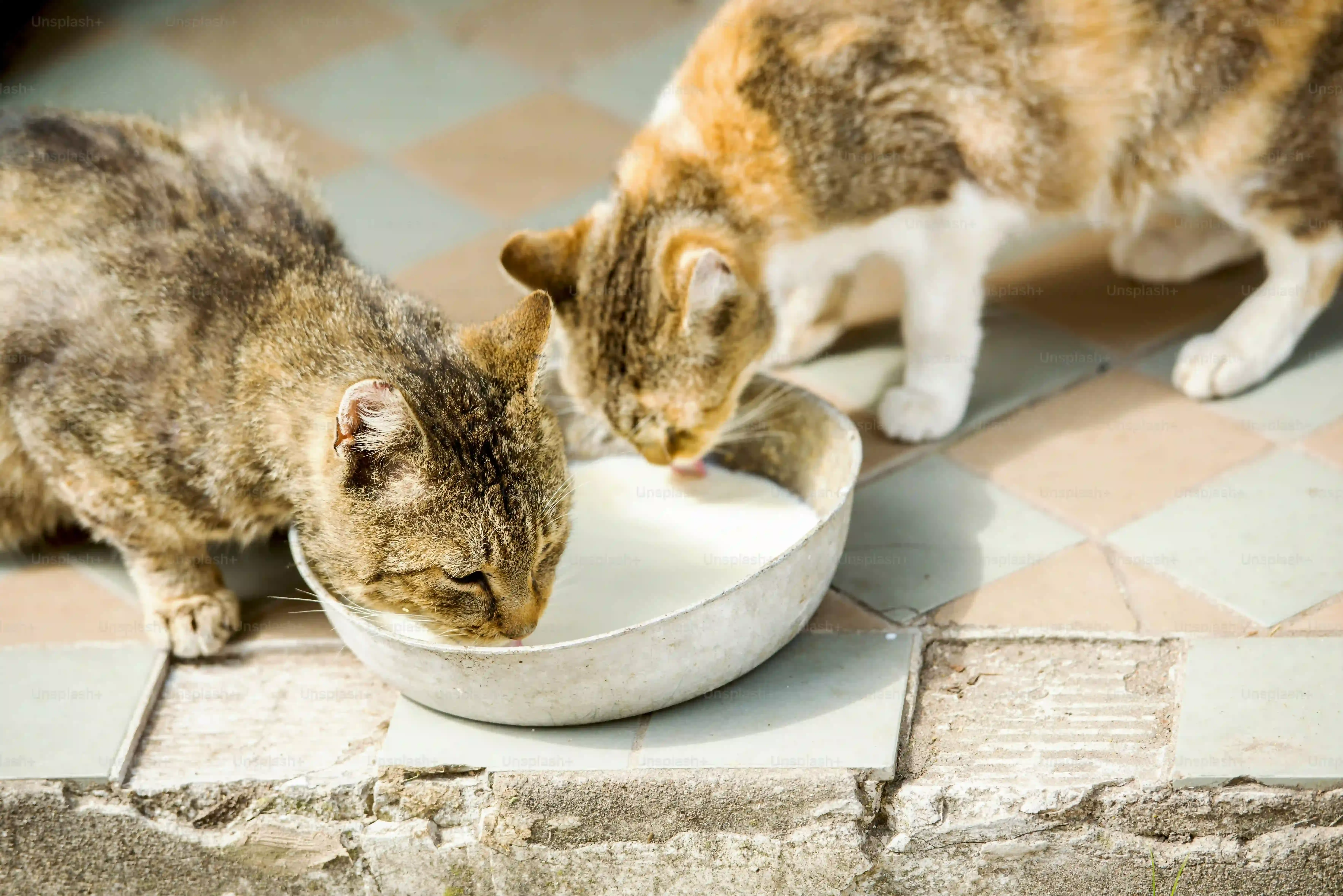 猫が人の食べ物を狙うのを防ぐ方法:食事とその他のアプローチ