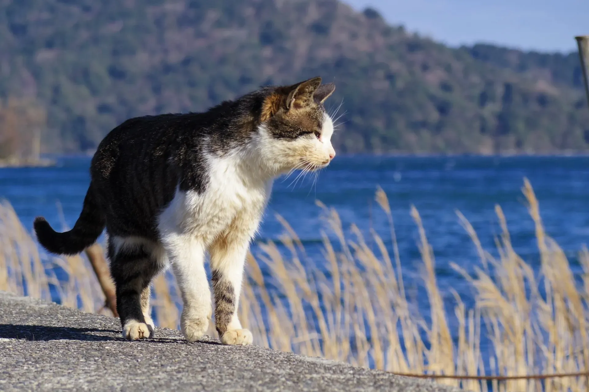 猫が旅行中にリラックスする方法:出発前の準備が9割