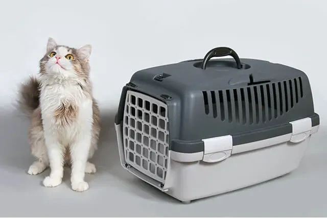 猫がキャリーケースを嫌がらないようにする方法｜簡単で効果的な秘訣
