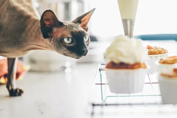 先住猫が新入りを無視？猫が新しい猫に興味を持つ方法：多頭飼いを成功させる確実ガイド