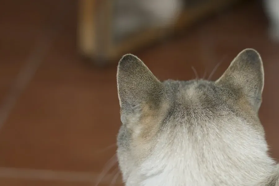 猫に名前を覚えさせる方法：あなたの猫が劇的に変わる！驚くほど簡単ステップ