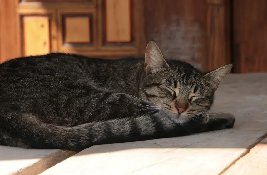 【決定版】老猫の健康を維持する散歩方法：安全に配慮した正しいやり方、必須の準備、注意点、そして成功の秘訣を完全網羅